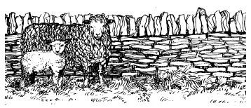 sheep scene